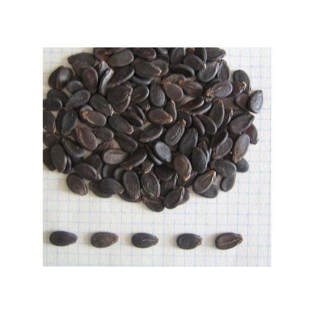 Premium Watermelon Seeds Pack
