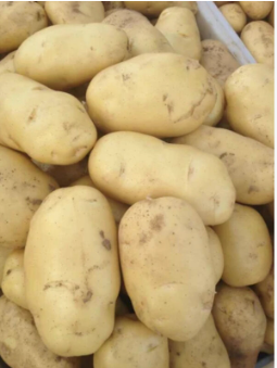 Fresh Sweet Potato