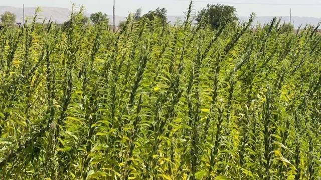 Bulk Sesame Seeds
