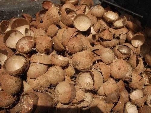 Raw Coconut Shell