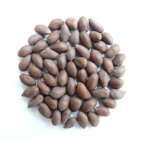 Cotton Seed Image 3