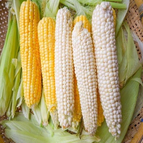 Premium Yellow Corn Image 5