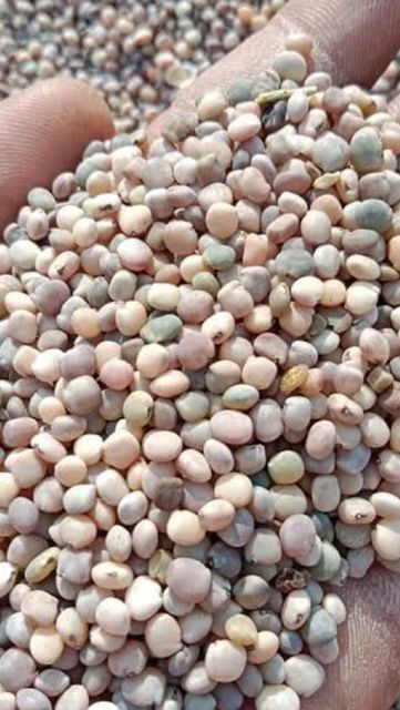 Guar Seeds