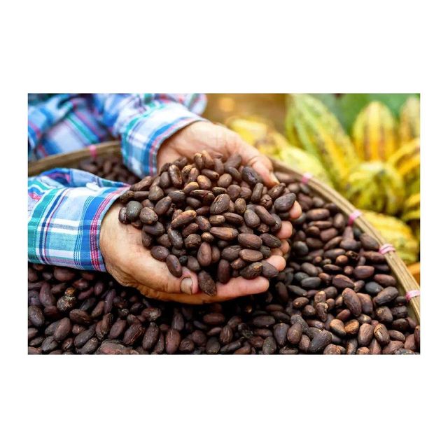 Wholesale Cocoa Bean
