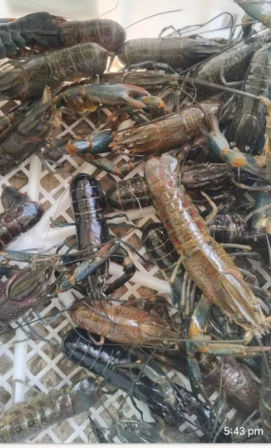 Fresh Crey Fish Product