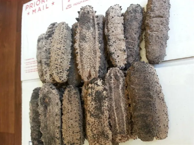 Dried Sea Cucumber Product Image 2