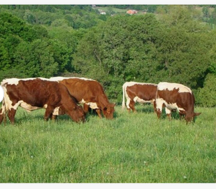 Healthy Holstein Heifer