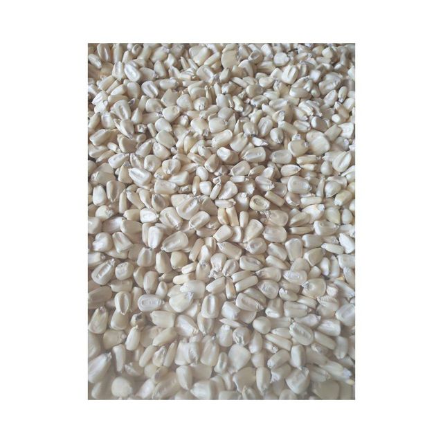 Fresh white maize