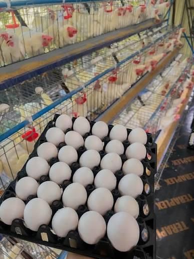 Fresh White Chicken Eggs Image 5