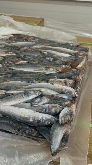 Horse Mackerel Product 1