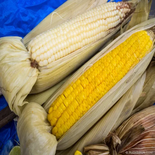 Premium Yellow Corn Image 4