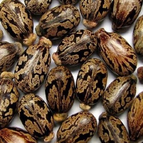 Castor Seeds Image