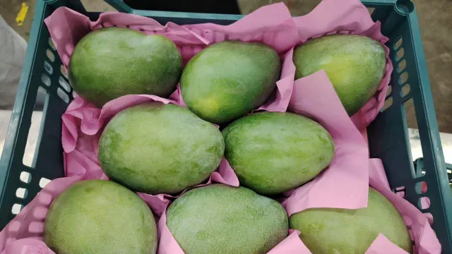 Mango Kit Product Image 2