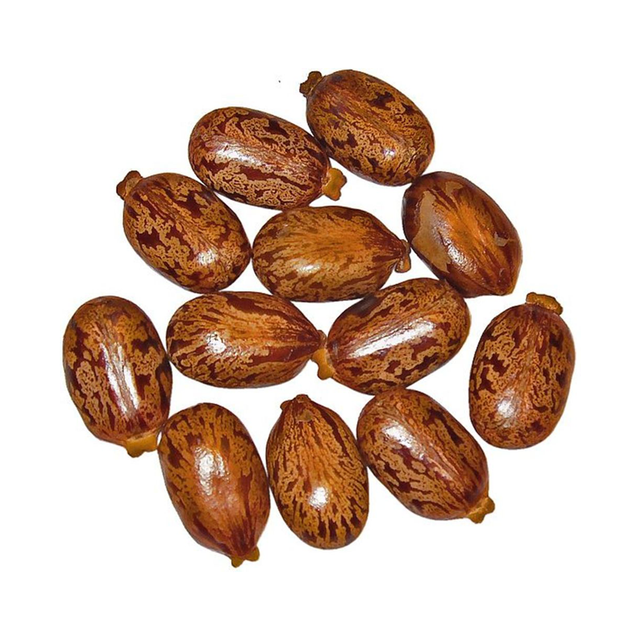 Castor Seed - High Quality Bulk