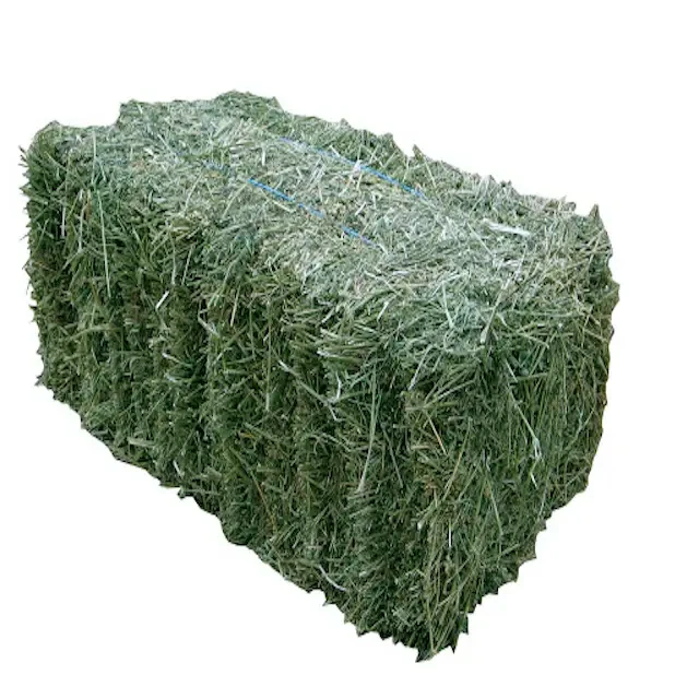 Natural Green Fodder Hay