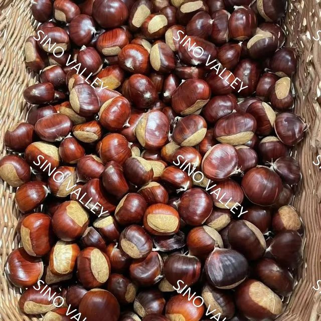 China Taishan Chestnut