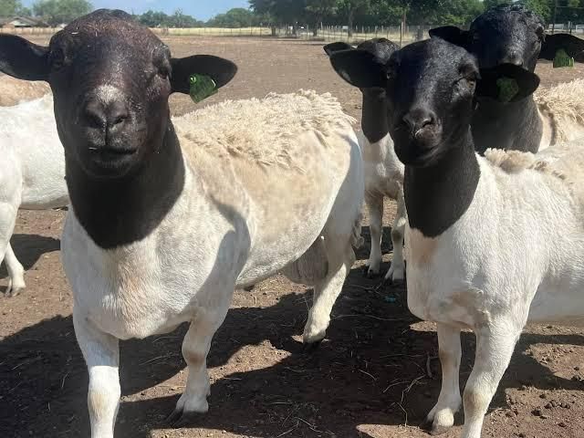Close-up of Black Head Dorper sheep breed