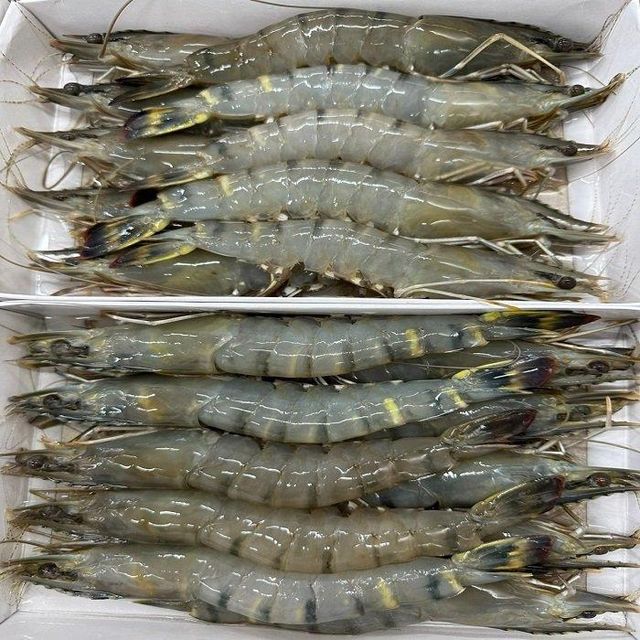 Frozen Black Tiger Shrimp
