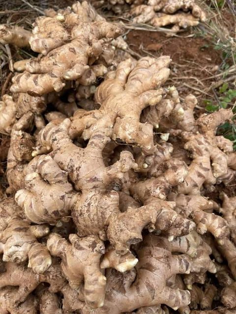 Fresh Ginger Root