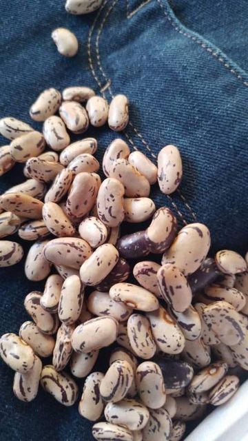 Light Speckled Kidney Beans