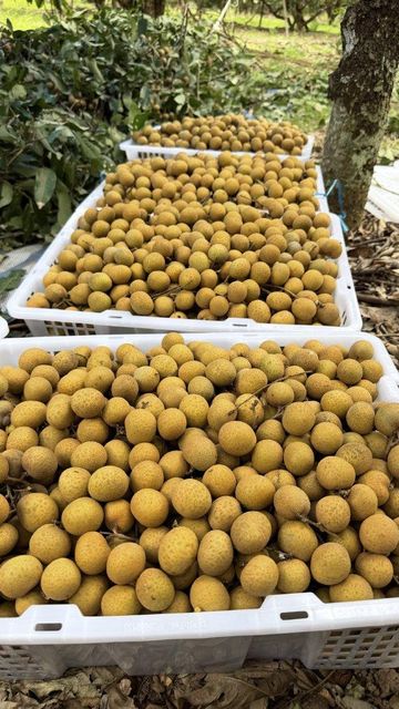 Dried Longan Products