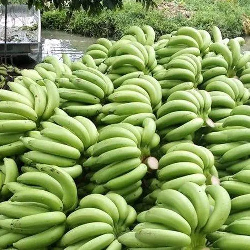 Cavendish Bananas 5