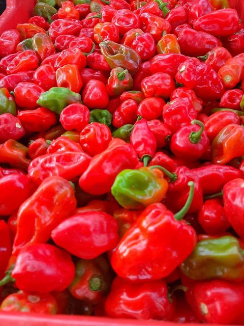 Green Habanero Pepper