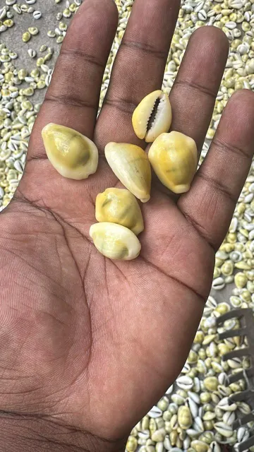 Bulk cowrie shells for sale