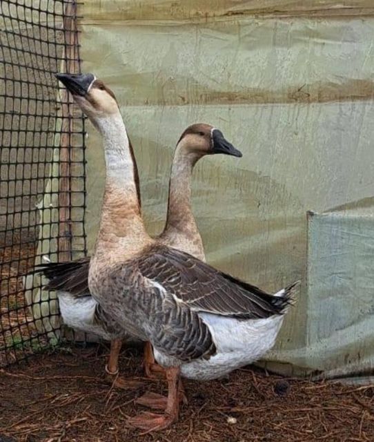 High-quality goose poultry product in storage
