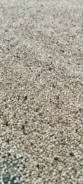 Hand holding unprocessed quinoa grain seeds