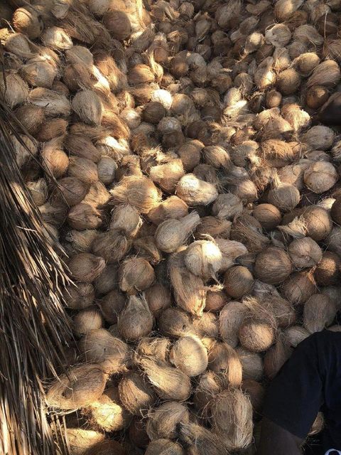 Semi-husked coconut