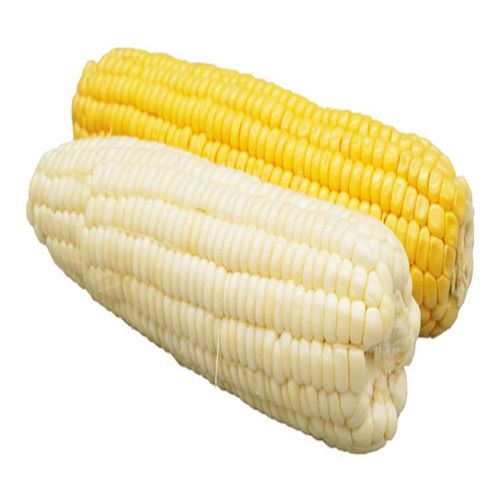 Premium Yellow Corn Image 3