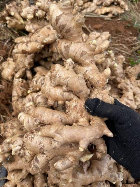 Ginger Slices