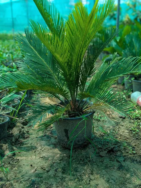 Multiple Sago Palms in Nursery - Image 4