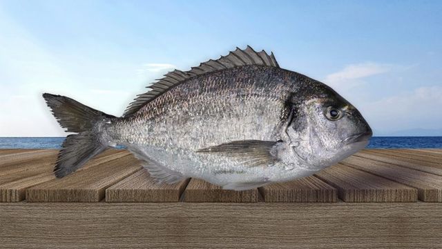 Gilthead Sea Bream Image
