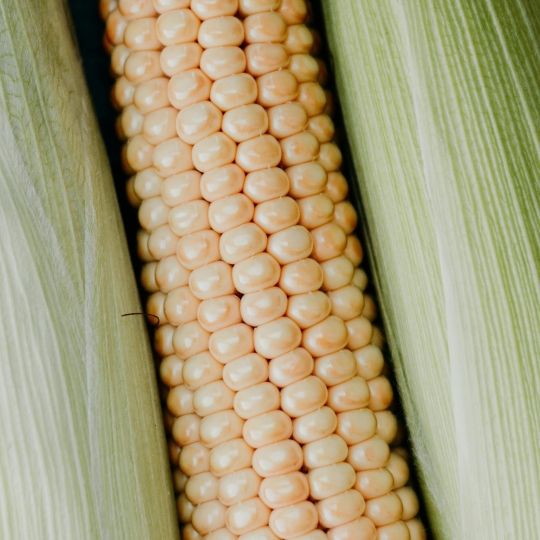 Corn Starch Product