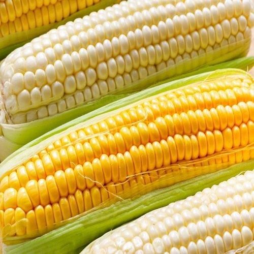 Premium Yellow Corn Image 1