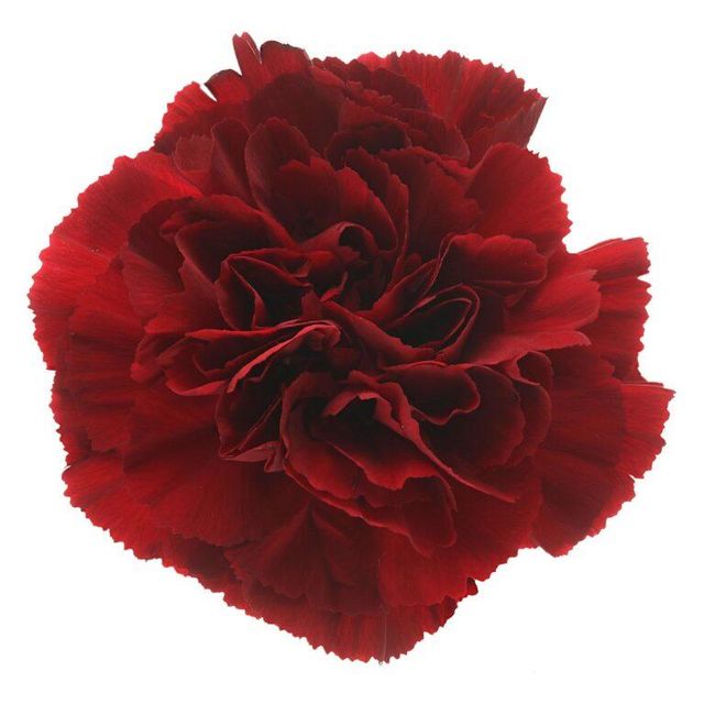 Decorative Flowers Plant
