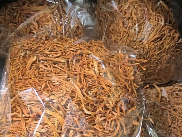 Cordyceps Militaris Product Image 1