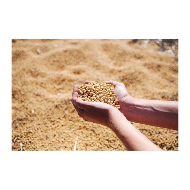 Soybeans Meal Image 2