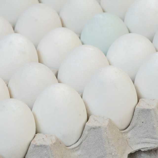 Premium White Chicken Egg