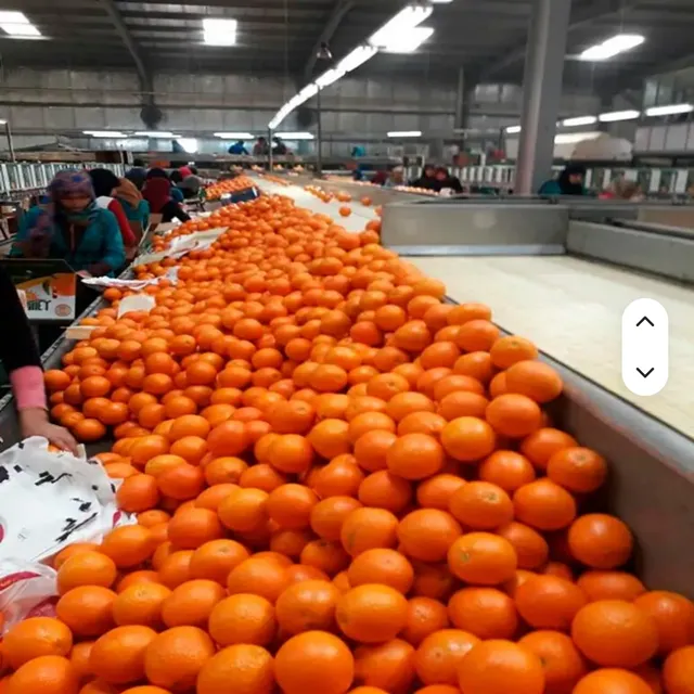 Organic Valencia Oranges HMSAI Brand