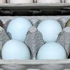Freshly collected white chicken eggs held in hand