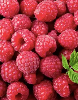 Fresh Raspberry