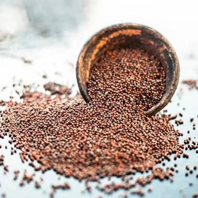 Mustard Seeds for Oil Pressing