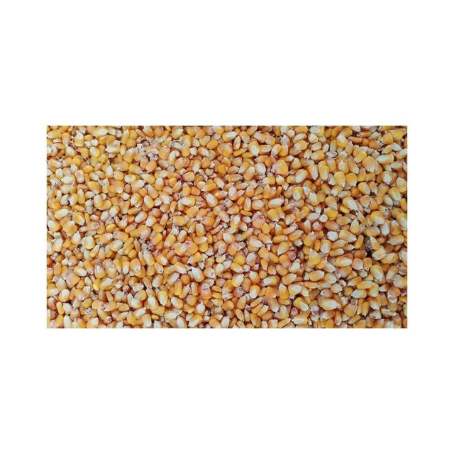 Premium Yellow Maize - Fresh and High Quality