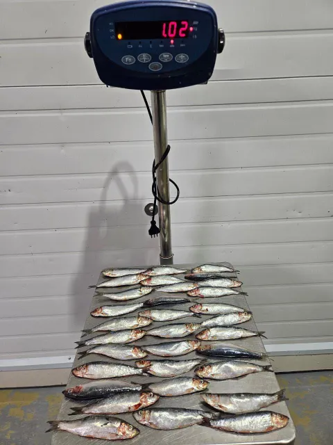 AUSTRAL Sardines Frozen Block 3