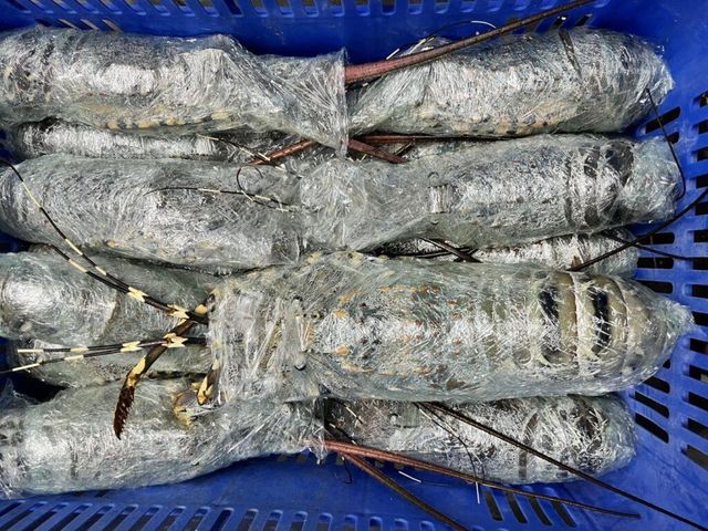 Frozen Lobster Grade Aa Size 41/50