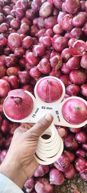 Fresh Red Onion