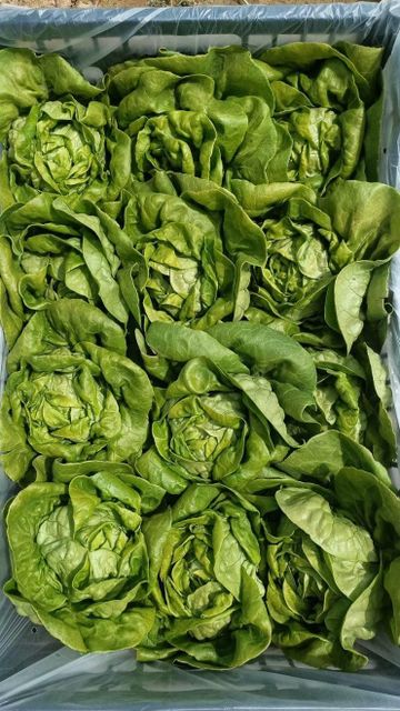 Romaine Lettuce